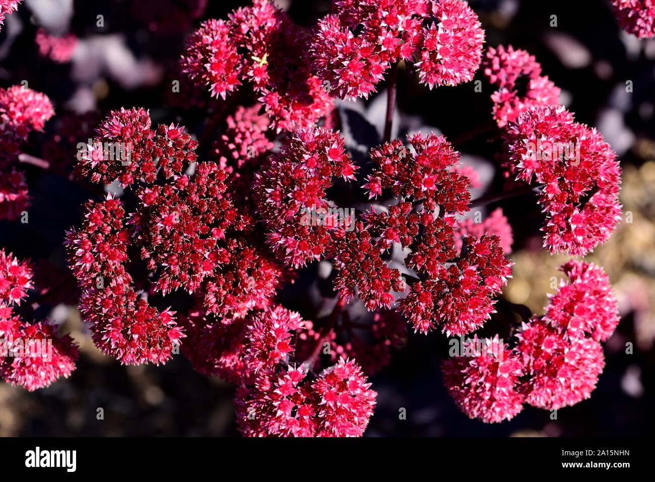 Sedum Jose Aubergine Stockfoto