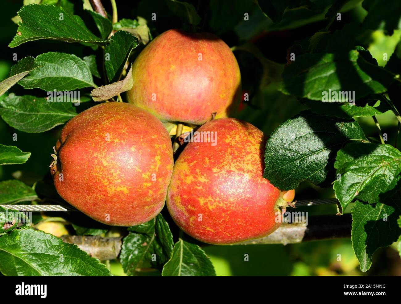 Die Frucht von Kidd's Orange Red Apple. Stockfoto
