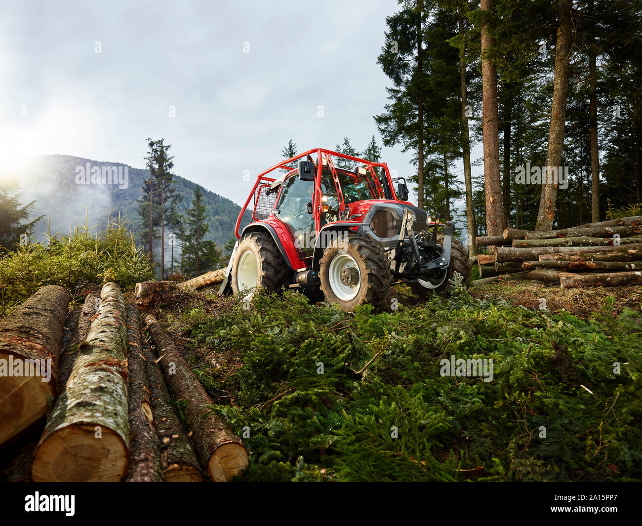 Traktor zerren Baumstämme im Wald, Kolsass, Tirol, Österreich Stockfoto