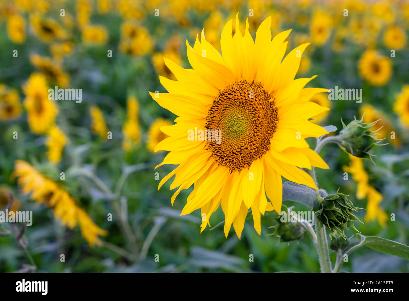 Nahaufnahme einer Sonnenblume Stockfoto