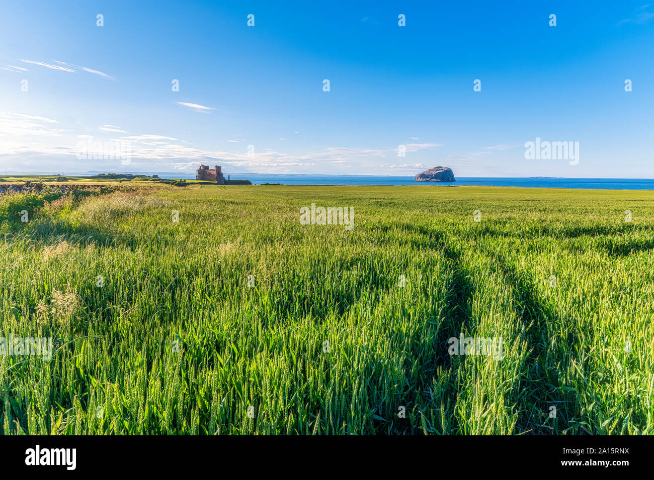 Großbritannien, Schottland, East Lothian, Feld von Weizen (Triticum) an einem sonnigen Tag Stockfoto