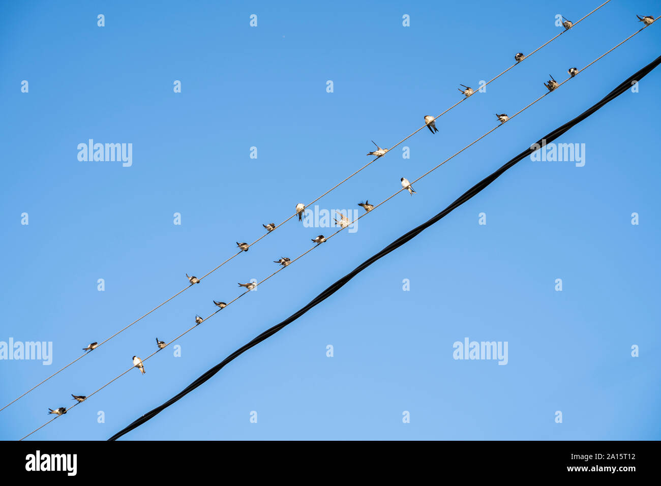 Warum Können Vögel Auf Der Stromleitung Sitzen www.alamy.de