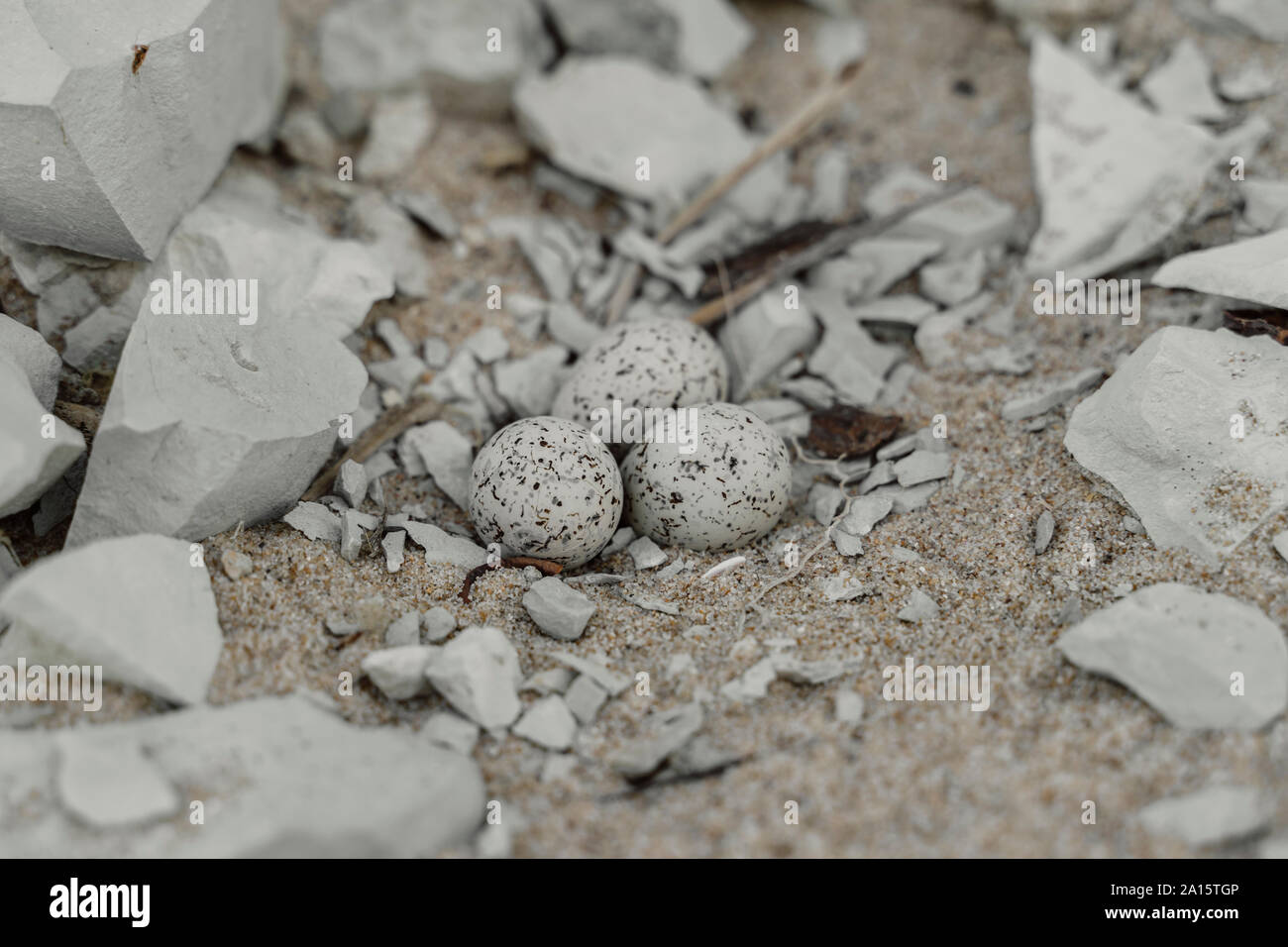 Wild Bird Eier auf die Oberseite der Steine am Strand, Byala, Bulgarien Stockfoto