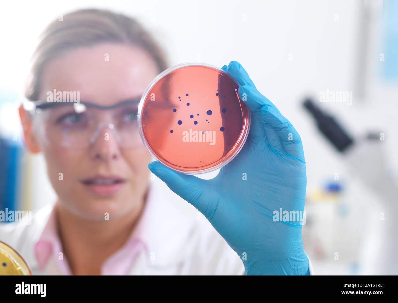 Mikrobiologie, Wissenschaftler anzeigen Kulturen wächst in der Petrischale, bevor Sie unter einem inverses Mikroskop im Labor Stockfoto