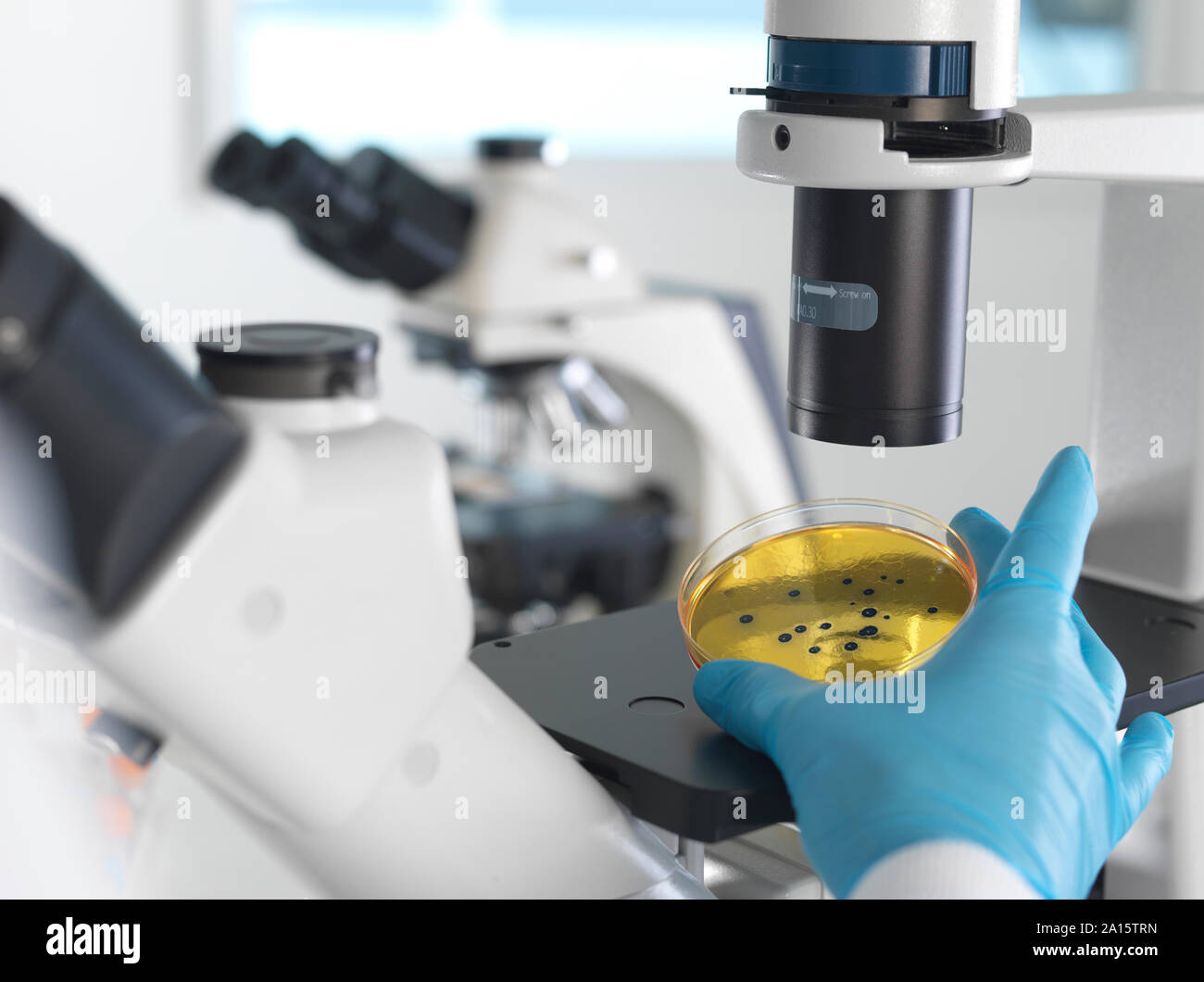 Mikrobiologie, Wissenschaftler anzeigen Kulturen wachsen in Petrischalen unter ein inverses Mikroskop im Labor Stockfoto