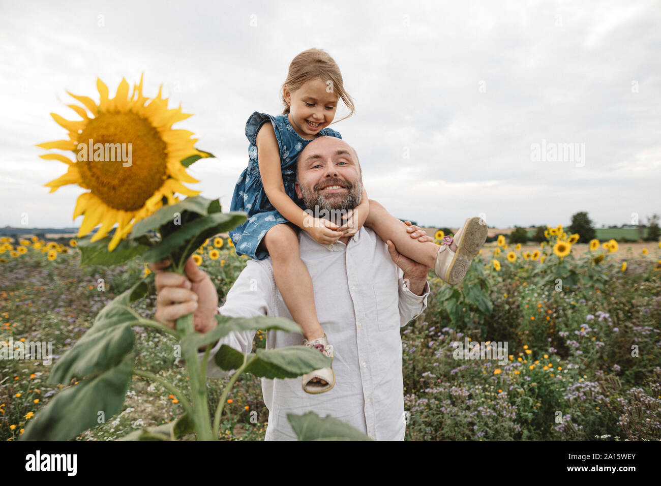 Glückliche Menschen, die Tochter in einem sonnenblumenfeld Stockfoto