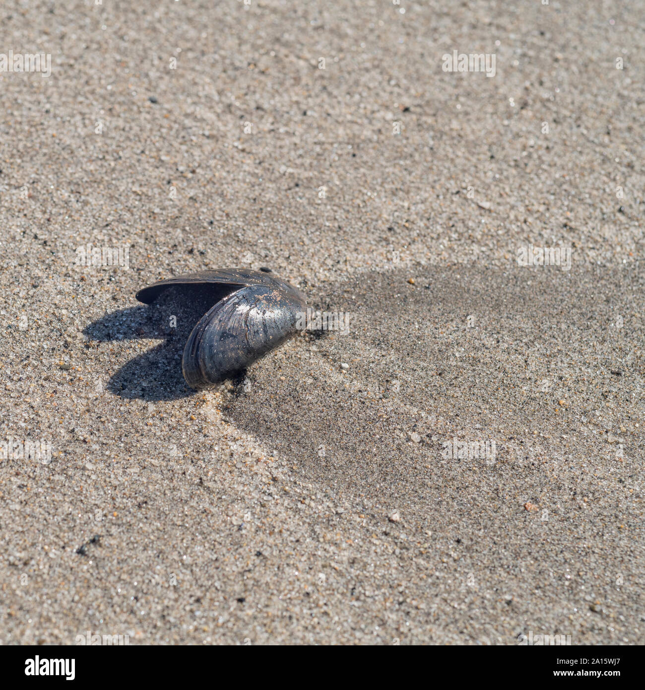 Gemeinsame Mussel/Mytilus edulis Seashell gewaschen an Land an einem Sandstrand in Cornwall. Isolierte shell, Isolation, einsam, allein, einsam. Stockfoto