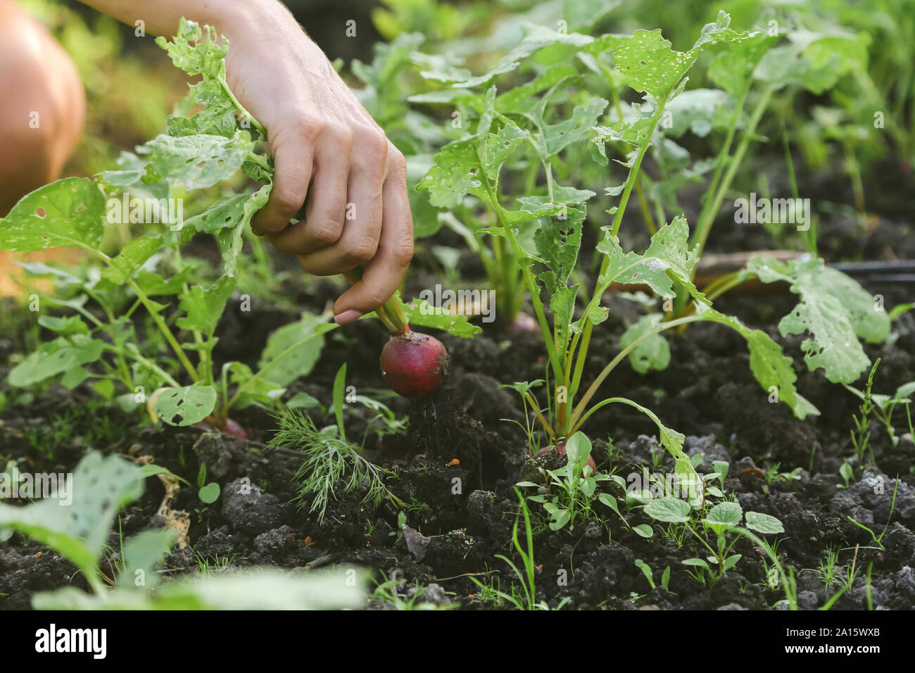 Nahaufnahme der Frau die Ernte roter Rettich Stockfoto