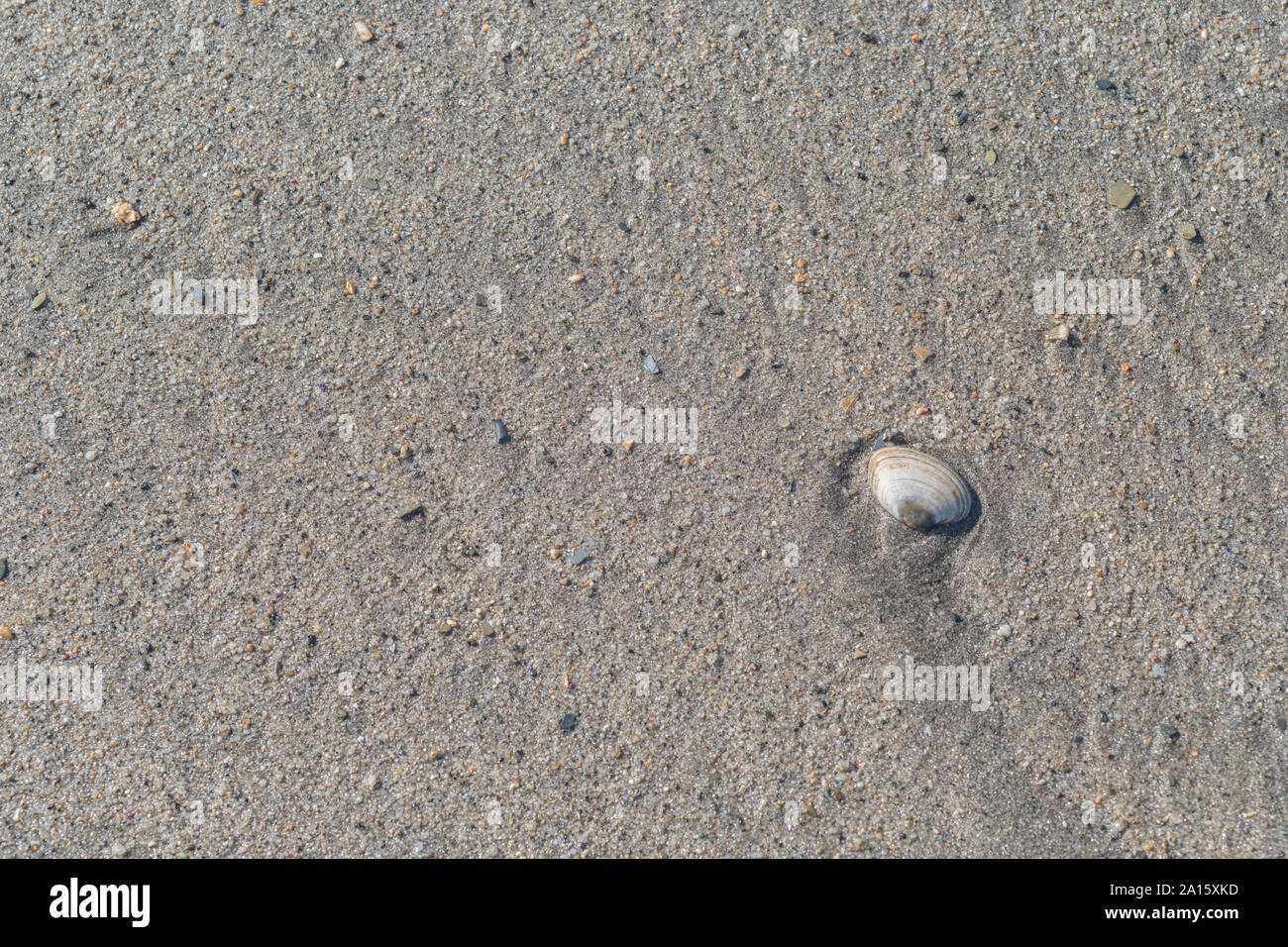 Isolierte seashell gewaschen an Land an einem Sandstrand in Cornwall. Isolierte shell, Isolation, einsam, allein, einsam, conchology. Stockfoto