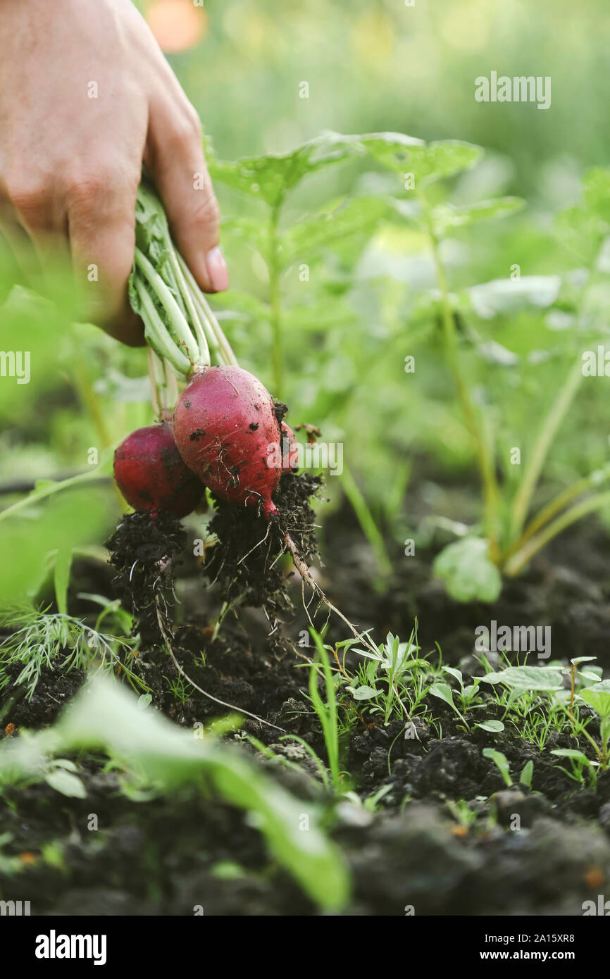 Nahaufnahme der Frau die Ernte roter Rettich Stockfoto