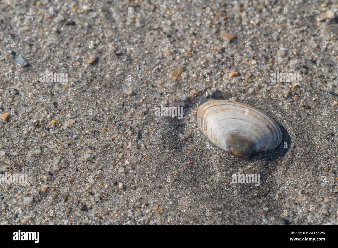Isolierte Meeresbucht, die am Sandstrand in Cornwall angeschwemmt wird. Isolierte Muschel, ganz allein, auf einsam, konchologisch. Möglicherweise Lutraria lutraria Otter Shell Stockfoto