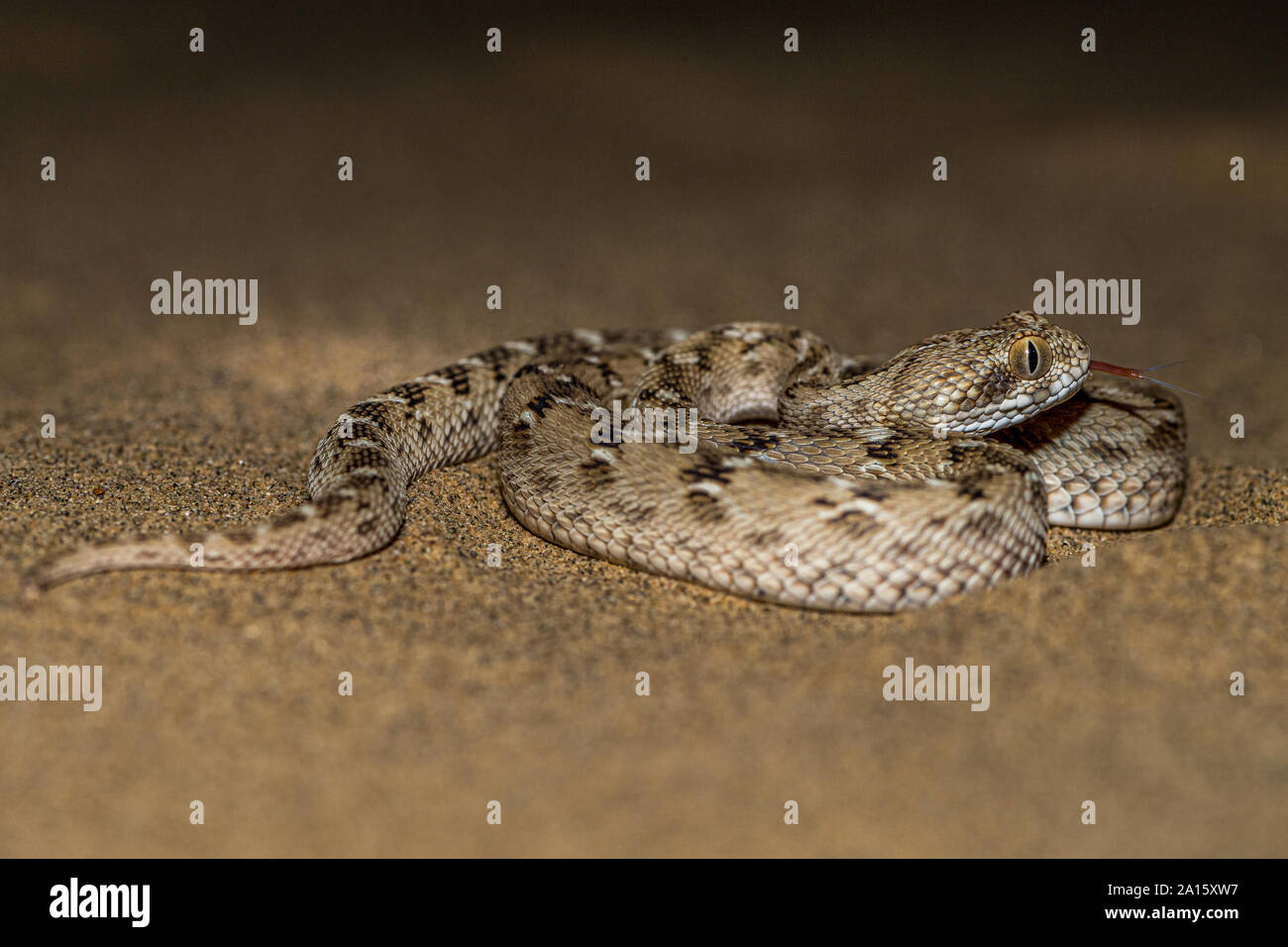 Sah skaliert Viper Snake!!! Stockfoto