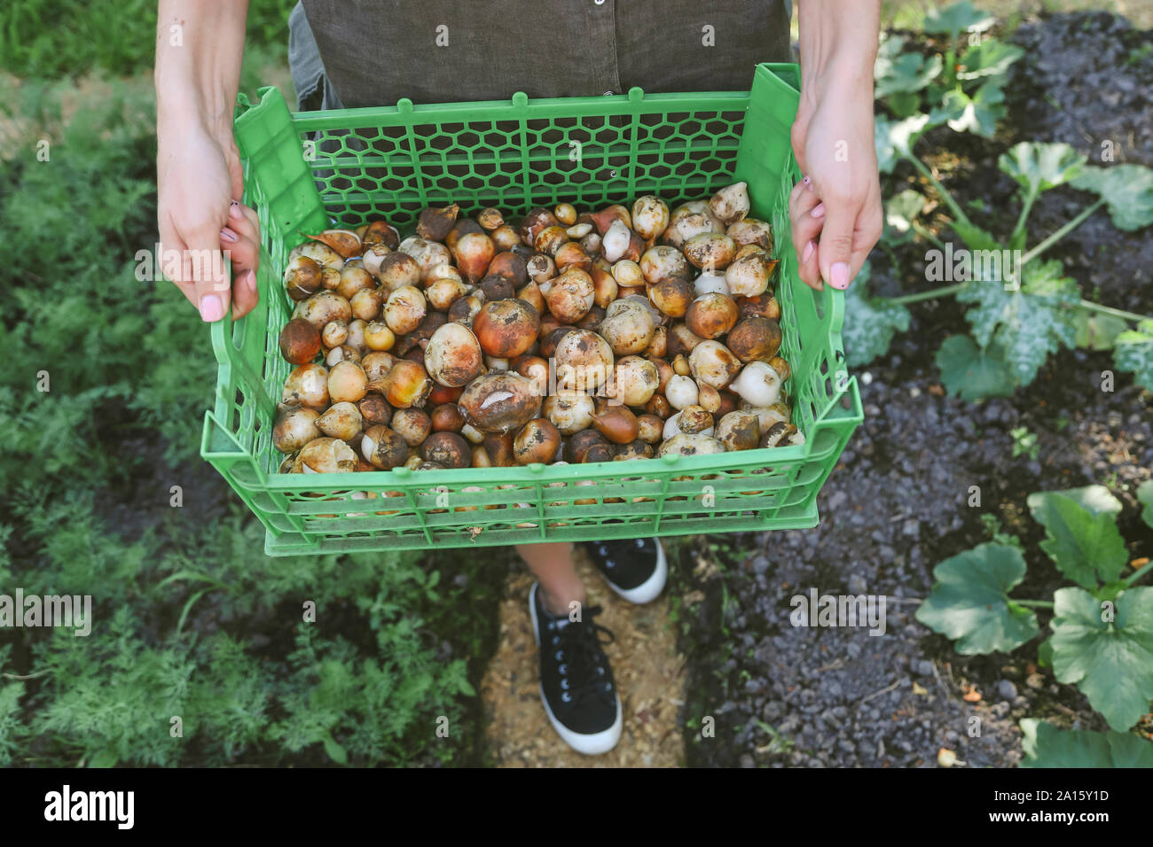 In der Nähe der Frau, die box mit Zwiebeln in Garten Stockfoto