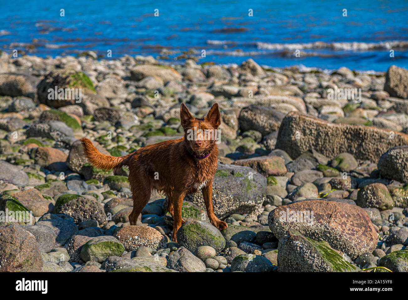 Brauner Hund auf den Felsen Stockfoto