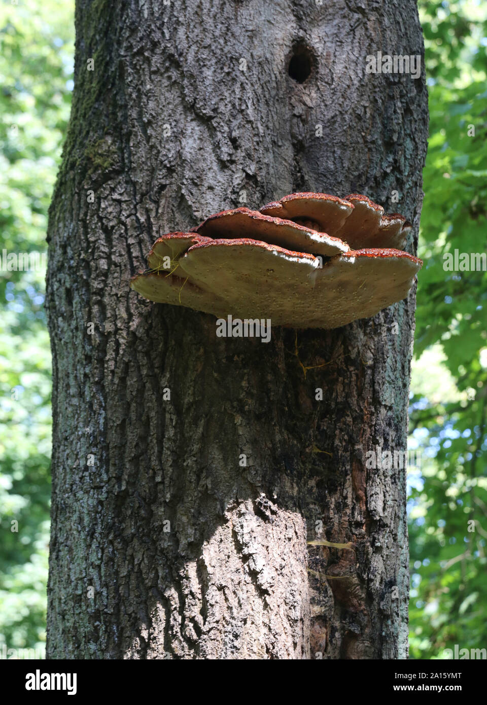 Krakauer. Krakow. Polen. Pilz am Baum. Fomitopsis pinicola, roter Gürtelkonk Stockfoto
