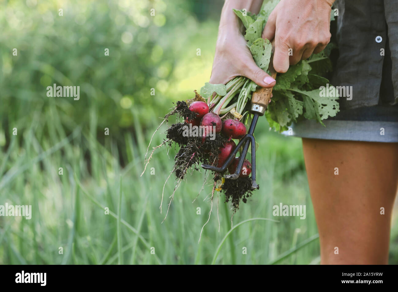 Nahaufnahme der Frau die Ernte roter Rettich Stockfoto