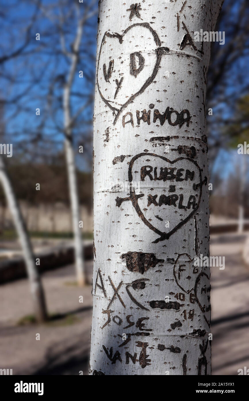 Eine silberne Birke mit herzförmigen Schnitzereien in der Rinde. Stockfoto