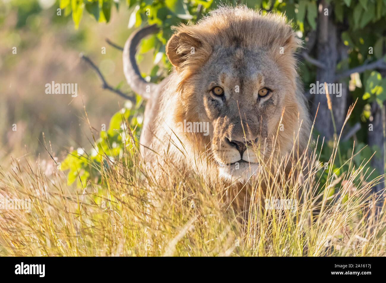 Afrika, Namibia, Etosha Nationalpark, männliche Löwe Panthera leo Stockfoto