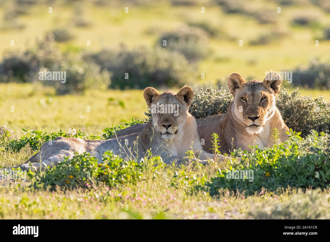 Afrika, Namibia, Etosha Nationalpark, Löwen, Panthera leo, Mutter Tier- und junge Tier liegen Stockfoto
