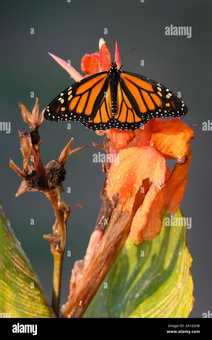 Ein monarch butterfly thront auf einem canna Lily in der Morgendämmerung an Woodbine Strand in Toronto, Ontario. Stockfoto