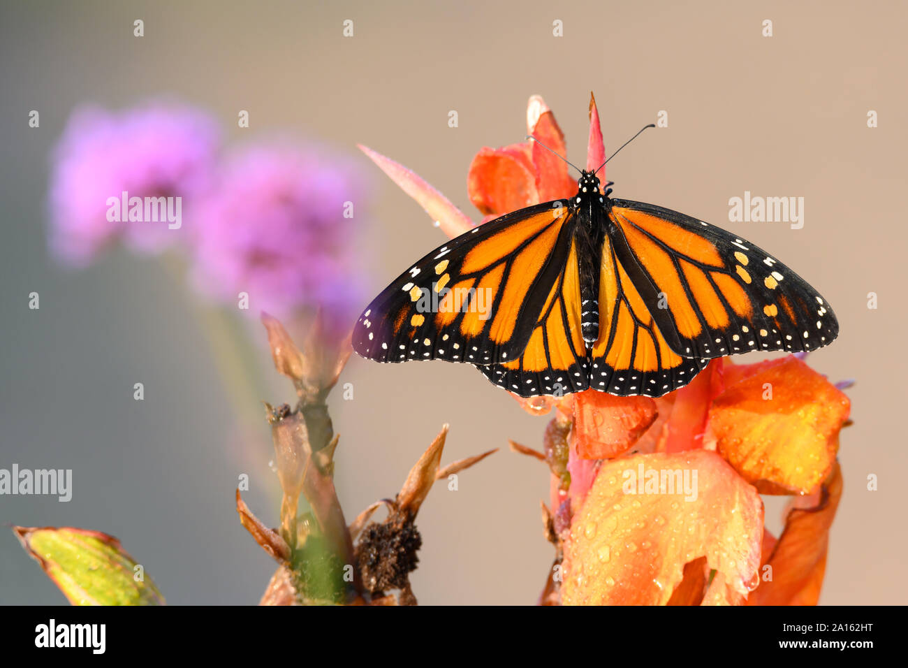 Ein monarch butterfly thront auf einem canna Lily in der Morgendämmerung an Woodbine Strand in Toronto, Ontario. Stockfoto