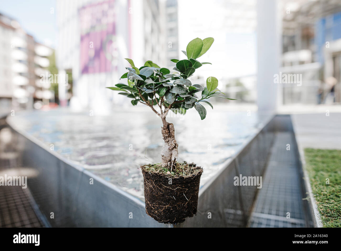 Bonsai am Rande von einem Pool vor dem Bürogebäude Stockfoto