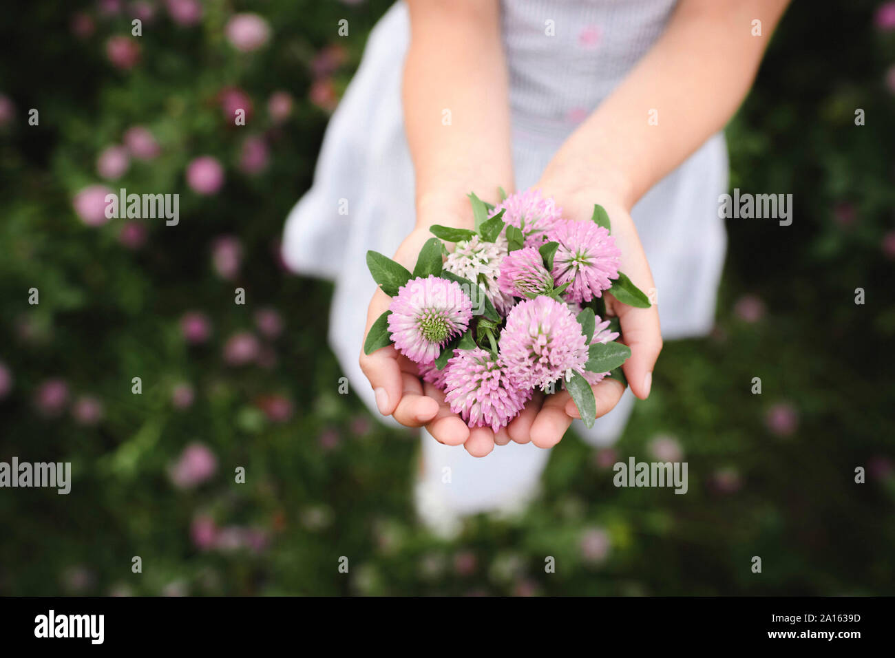 Girl's Hände mit Klee Blumen Stockfoto