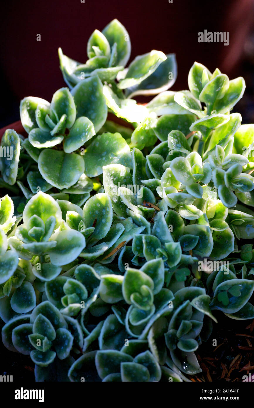 Ice-Werk, Mesembryanthemum crystallinum Stockfoto