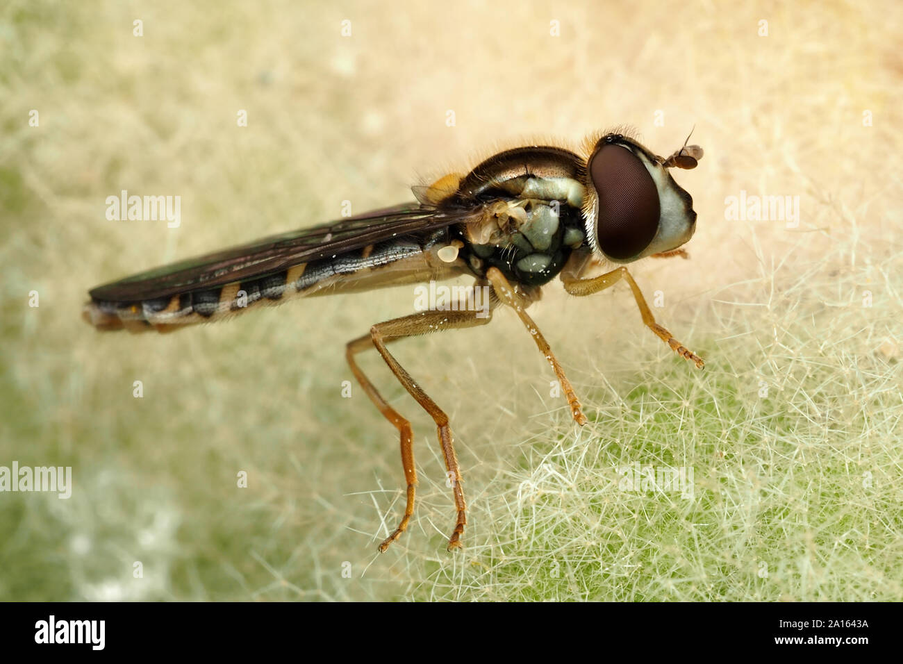 Sphaerophoria sp hoverfly Seitenansicht der Probe auf der Anlage. Tipperary, Irland Stockfoto