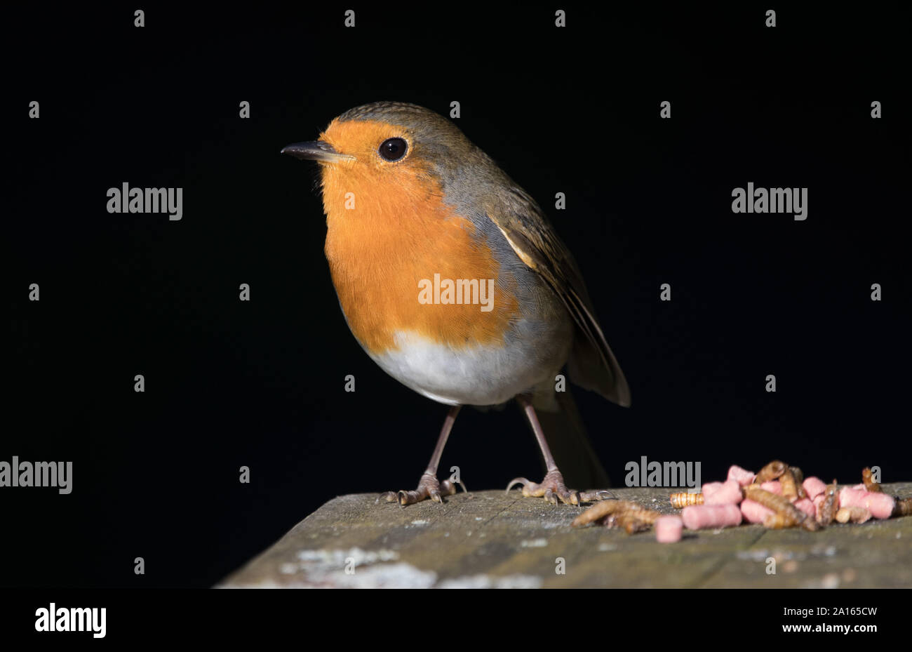 Rotkehlchen Stockfoto