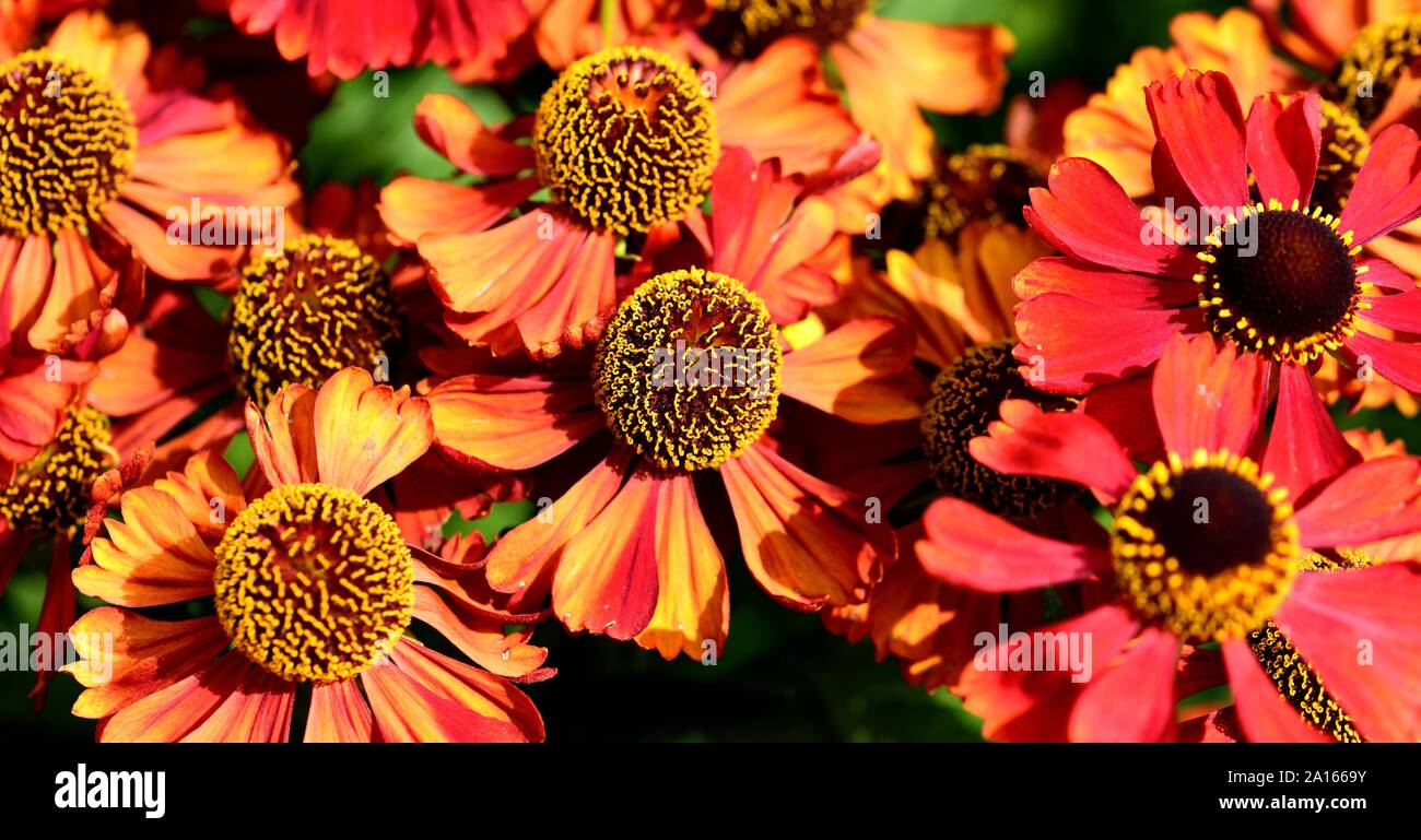 Ein Cluster von orange Blüten von Helenium Moerheim Beauty. Stockfoto