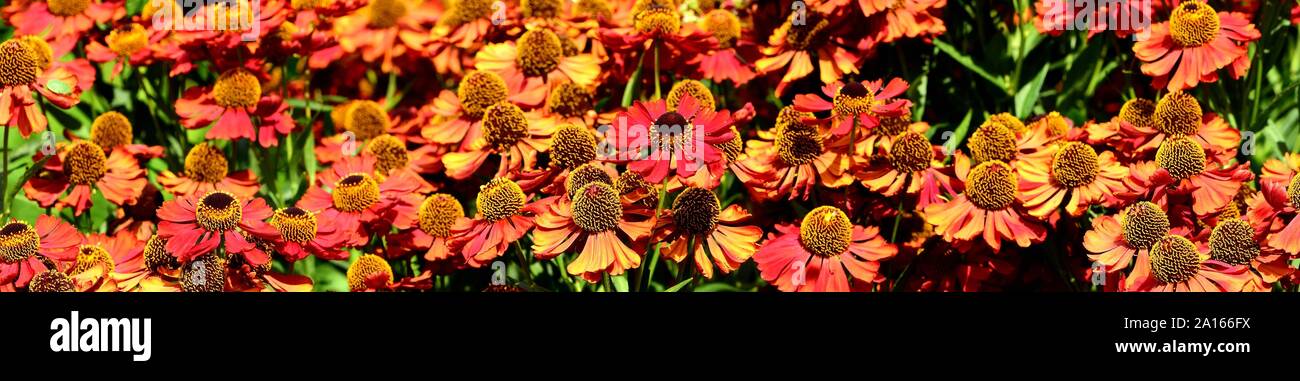 Ein Cluster von orange Blüten von Helenium Moerheim Beauty. Stockfoto