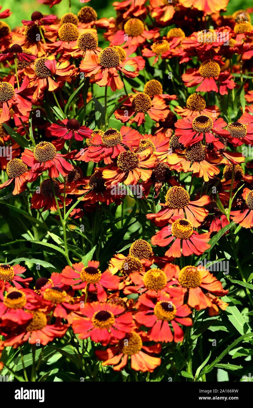 Ein Cluster von orange Blüten von Helenium Moerheim Beauty. Stockfoto