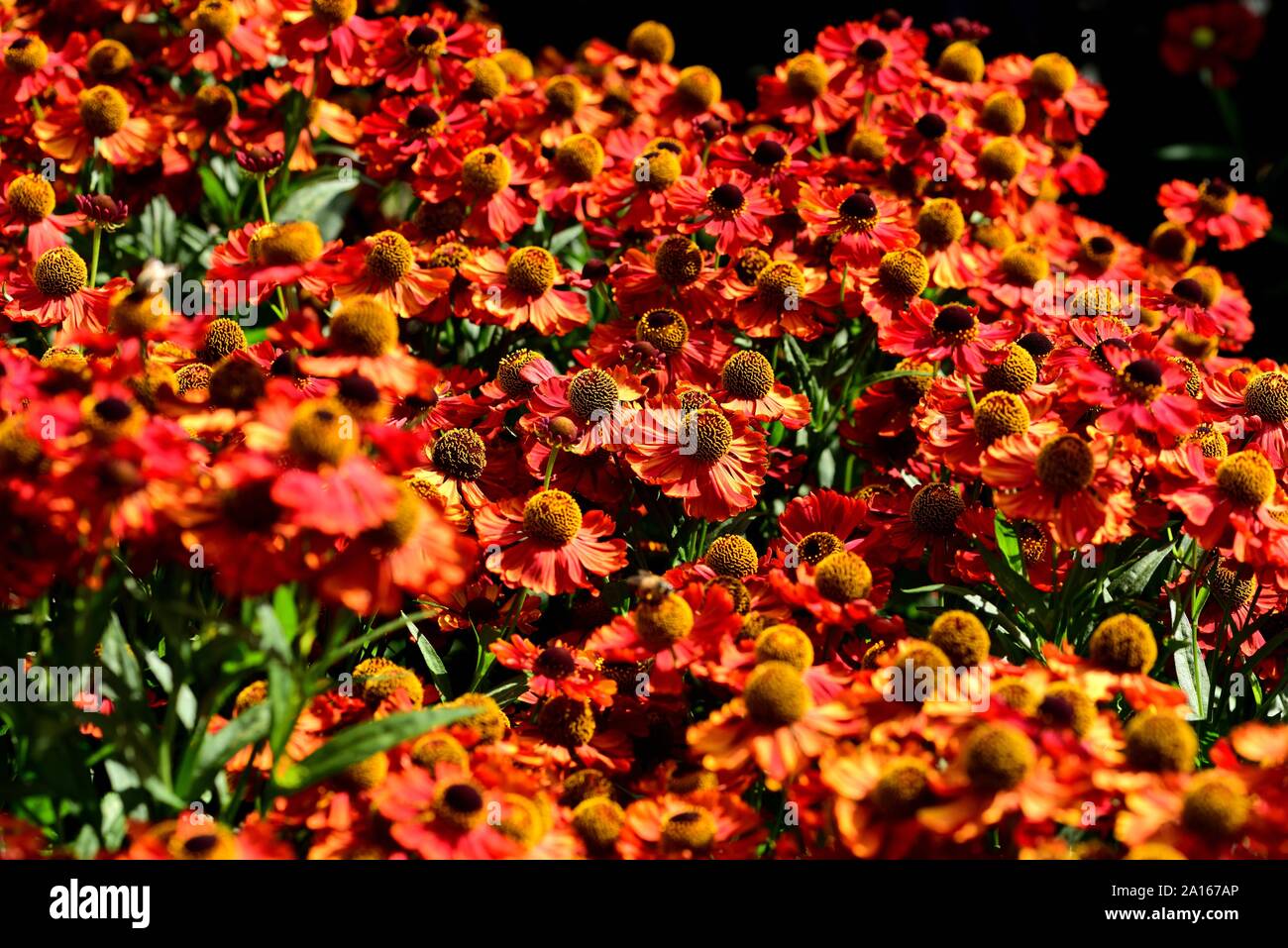 Ein Cluster von orange Blüten von Helenium Moerheim Beauty. Stockfoto