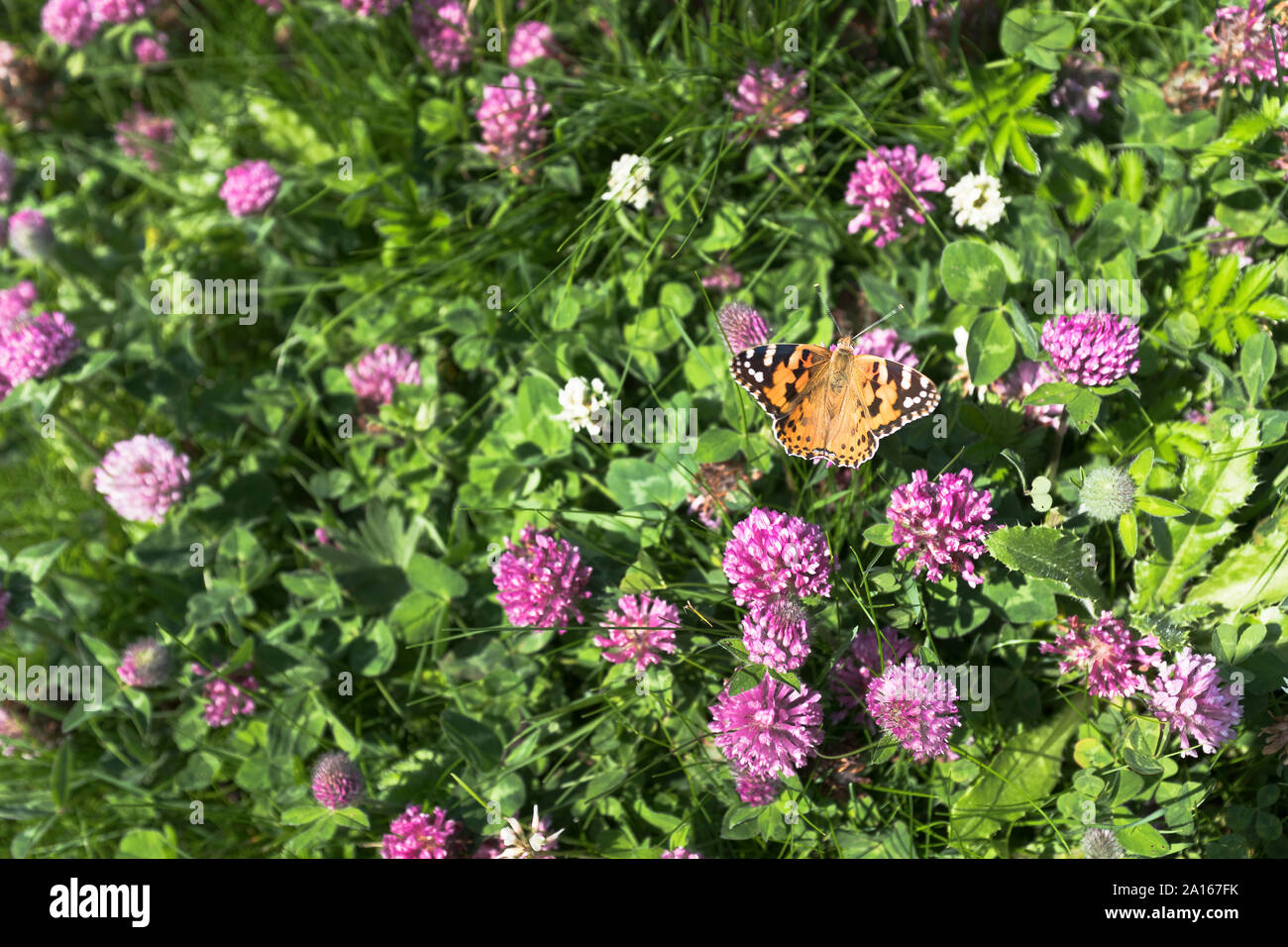 dh Trifolium pratense KLEEBLÄTTER FLORA gemalte Dame Schmetterling Cynthia cardui auf rosa rot lila Kleeblätter Blüten uk Schmetterlinge blühen Stockfoto