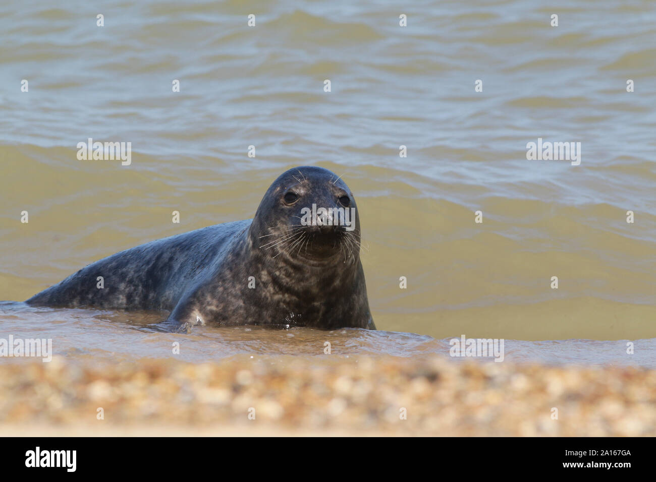 Grau Dichtung im Meer bei Horsey Strand, Norfolk Stockfoto