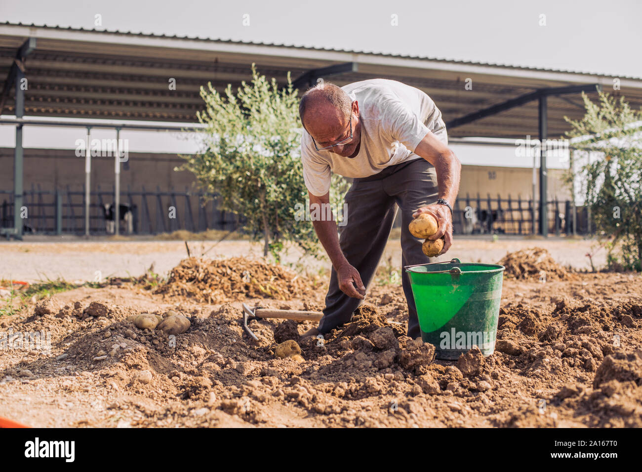 Man Kartoffeln in eine Schaufel Stockfoto