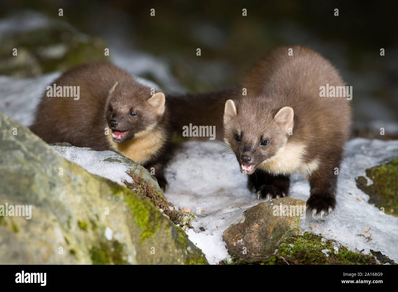 Baummarder auf Schnee Felsen im Wald bei Schottland abgedeckt Stockfoto
