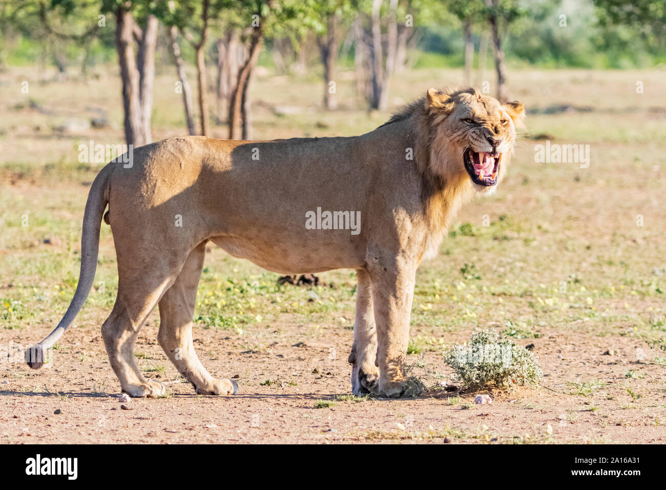 Afrika, Namibia, Etosha Nationalpark, männliche Löwe Panthera leo Stockfoto