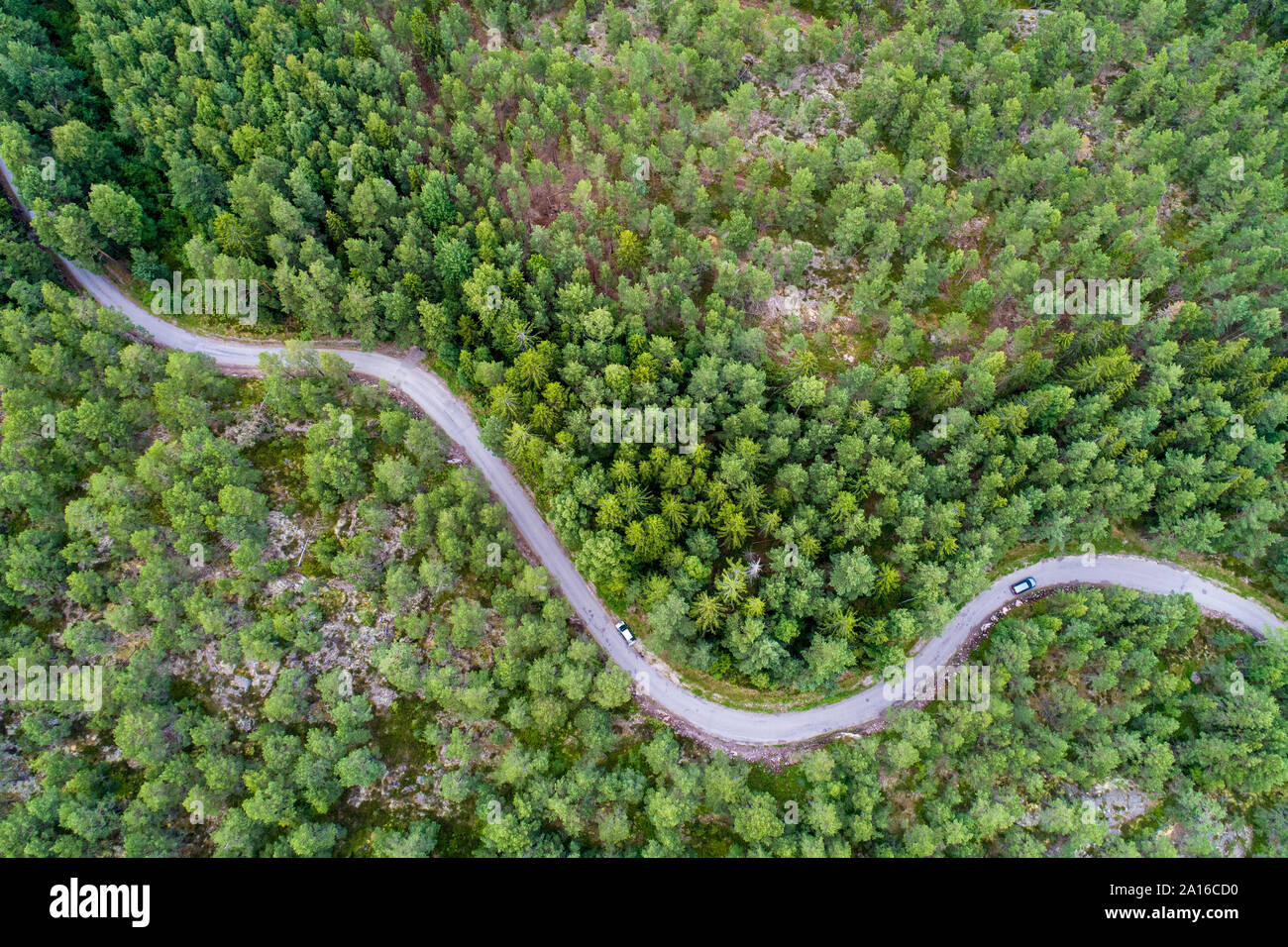 Eine Straße im Wald im Graensoe in Westschweden Stockfoto