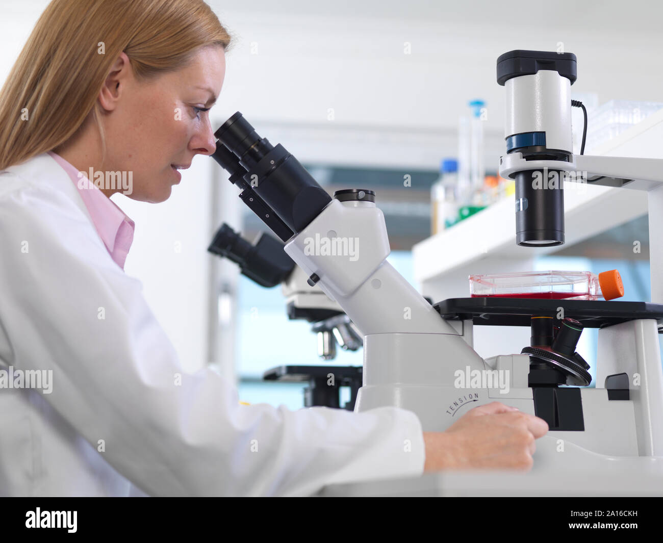 Zellbiologe anzeigen eine Flasche mit Stammzellen über ein inverses Mikroskop im Labor Stockfoto