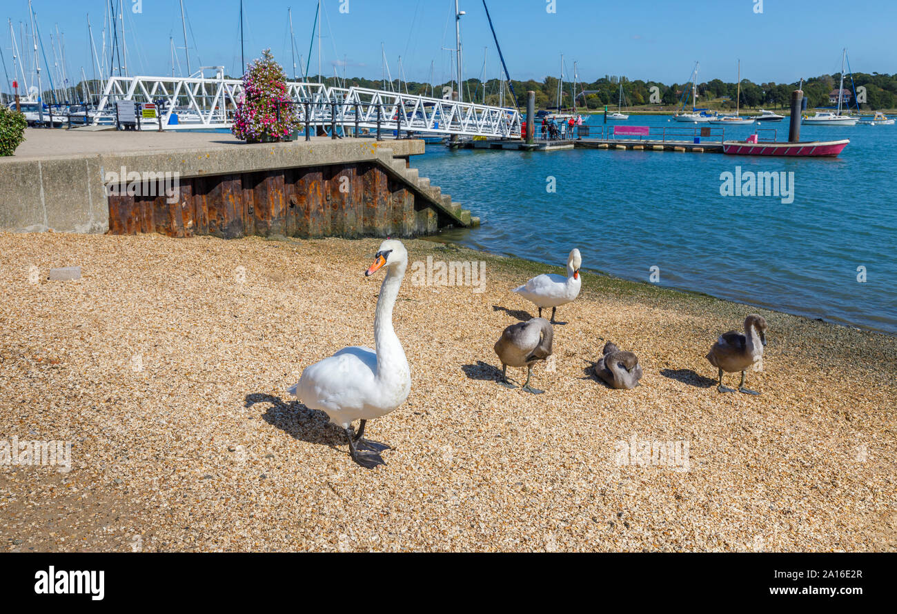 Schwäne auf dem River Hamble Shoreline in Hamble-le-Reis, einem Dorf an der Küste in den Solent in der Gemeinde von Eastleigh, Hampshire, Südküste England, Großbritannien Stockfoto