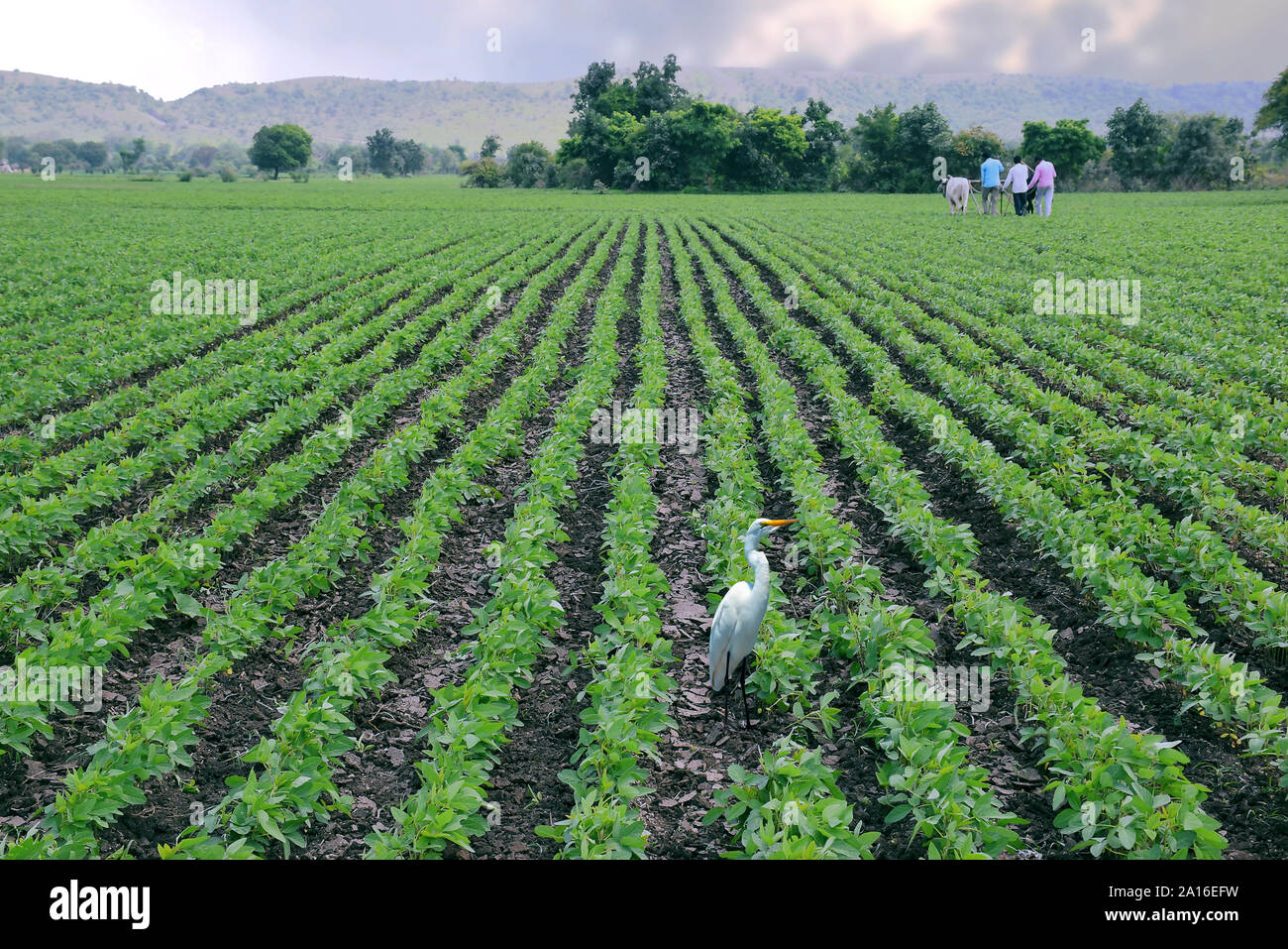 Dewas, Madhya Pradesh, Indien, mit Ochsen für die Arbeit im Feld Bauer, und ein Reiher, indische Landwirtschaft Szene. sojapflanzen Stockfoto