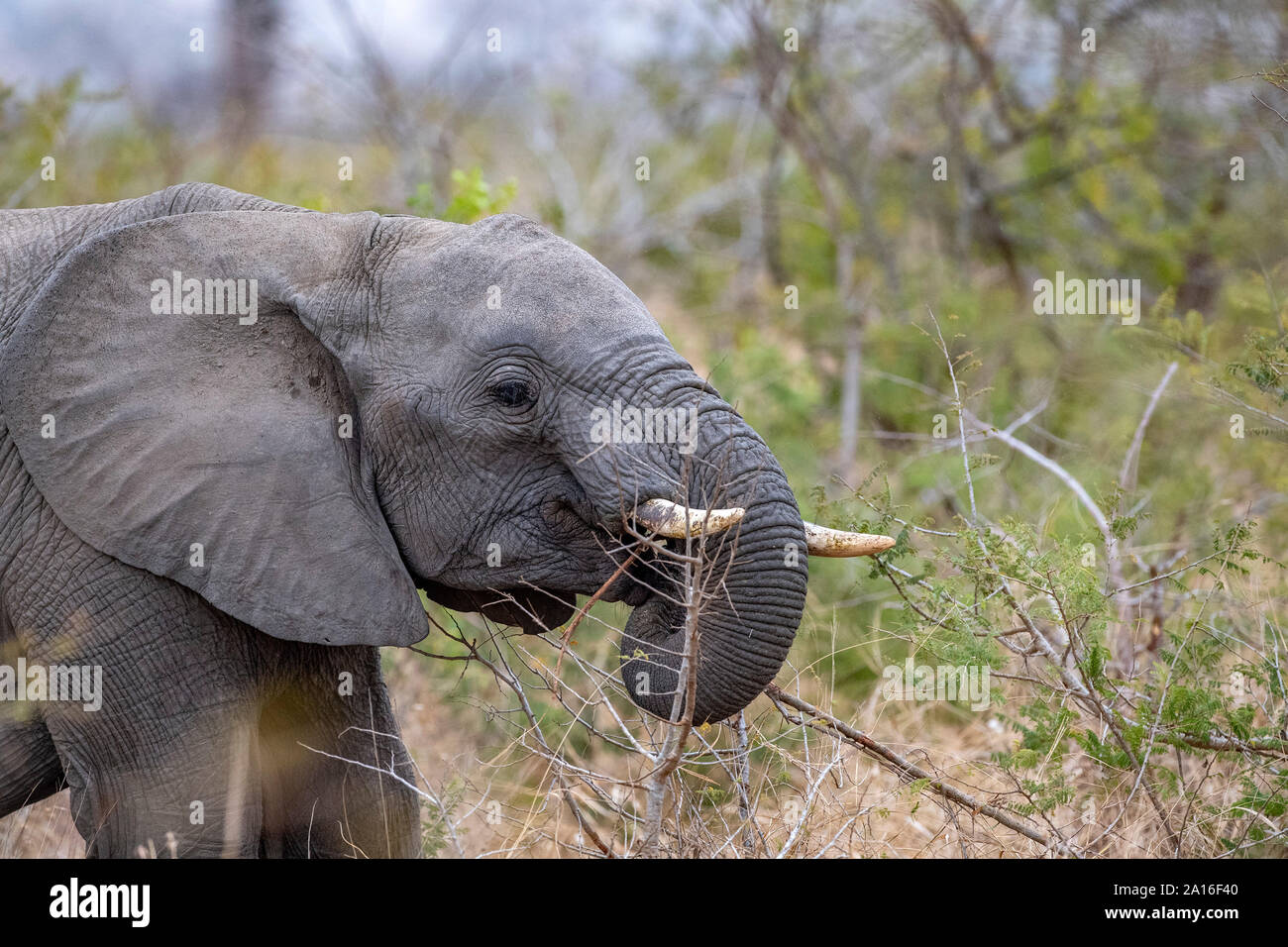 Elefant beim Essen Marula Baum Früchte im Kruger Nationalpark Südafrika detail Stockfoto