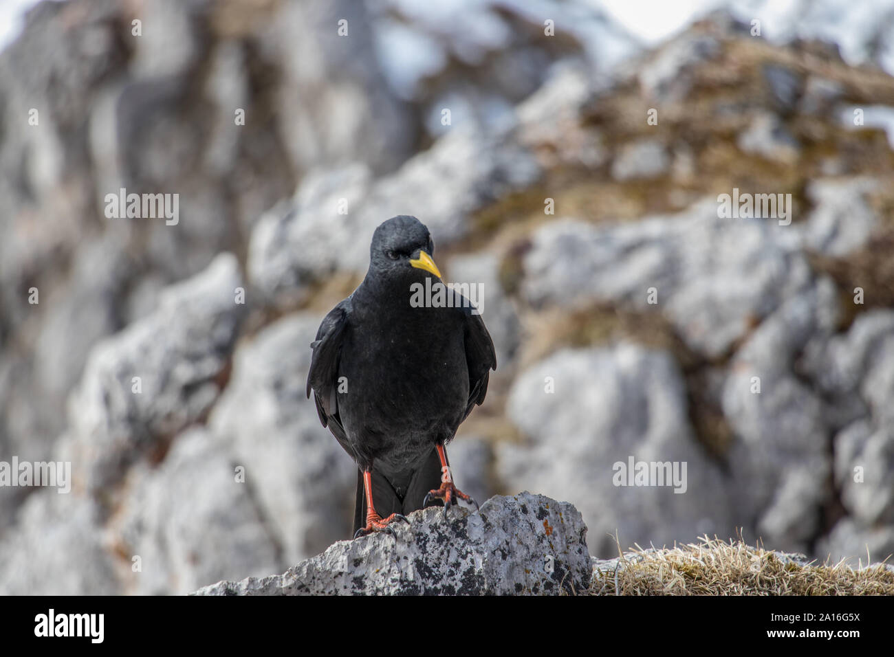 Alpine chough mit gelben Schnabel Stockfoto