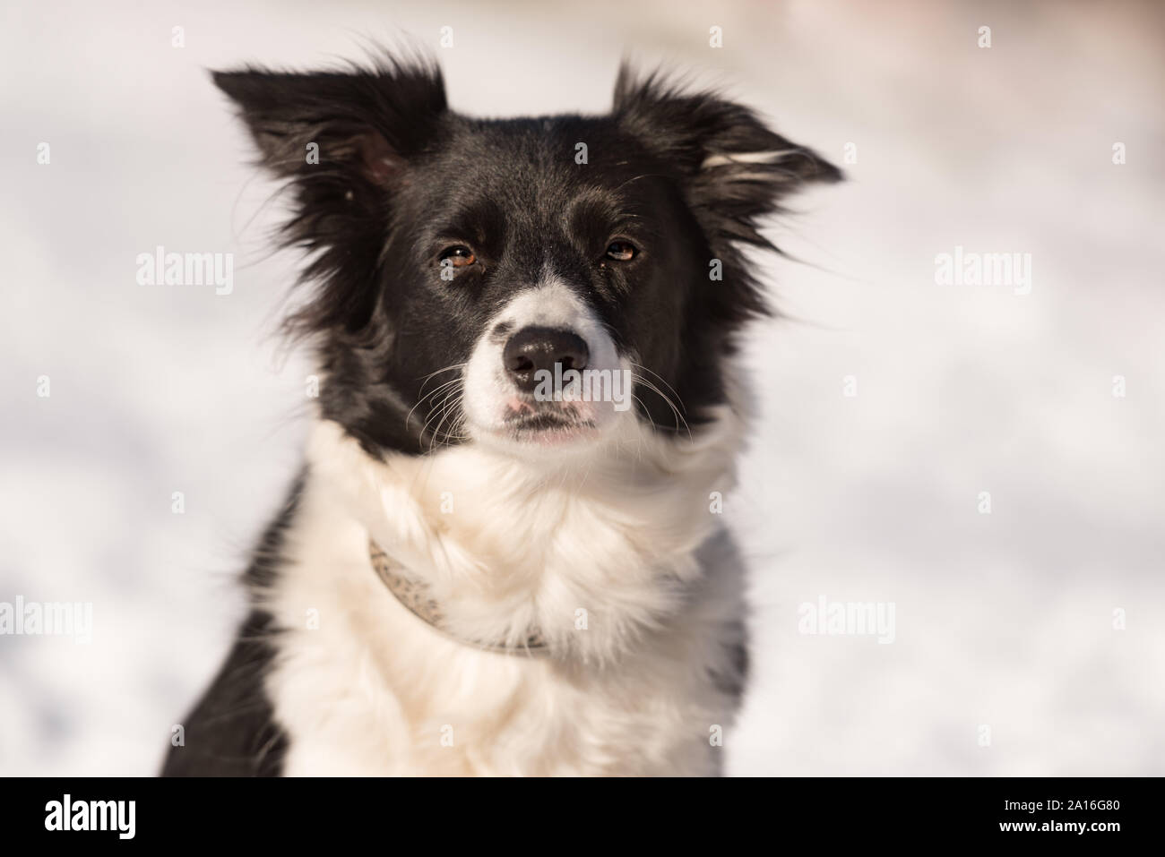 Gehorsam Border Collie Hund. Portrait vor einer verschneiten Hintergrund Stockfoto