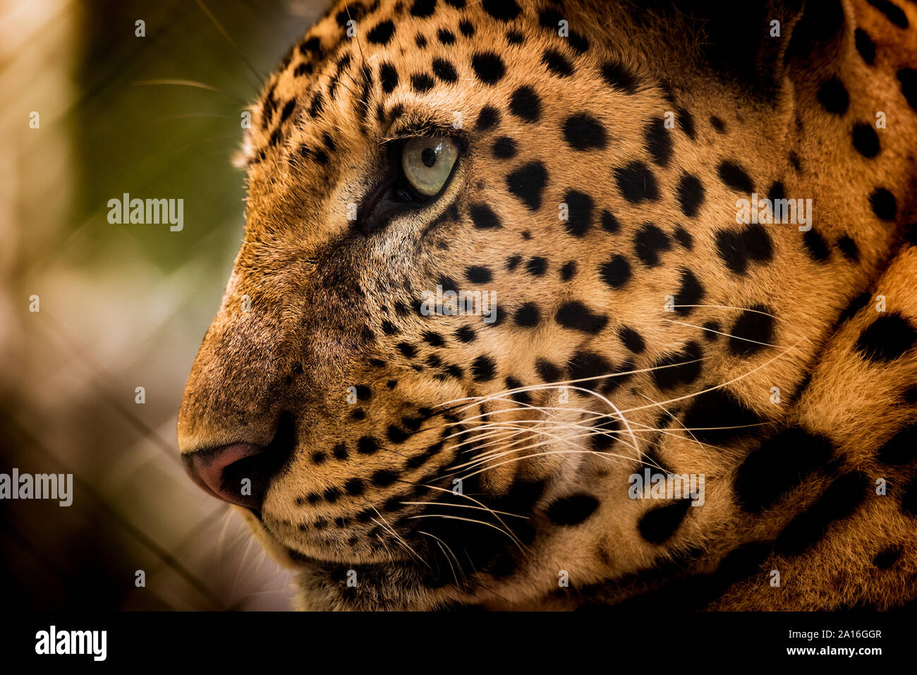 Das Porträt von Javan Leopard Stockfoto