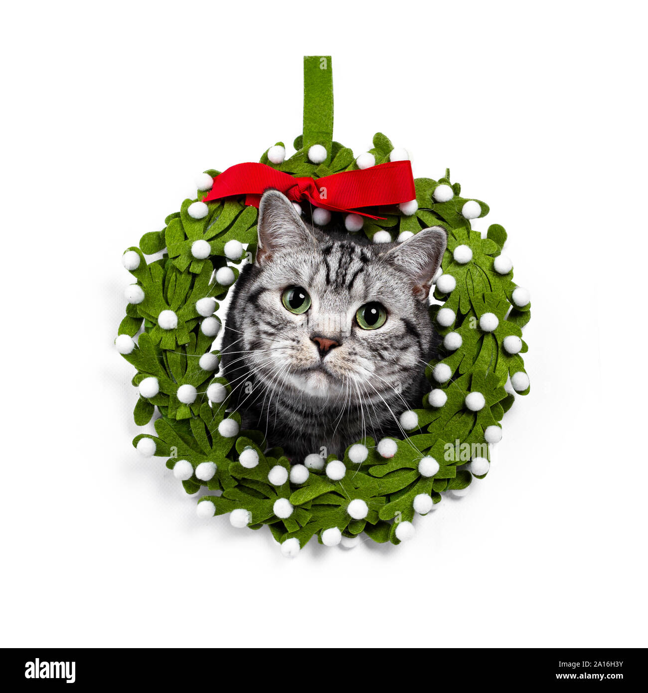 Kopf geschossen von Stattlichen silber tabby Britisch Kurzhaar Katze, sitzend mit Kopf durch grüne Mistel Kranz. Direkt am Objektiv mit faszinierenden Stockfoto