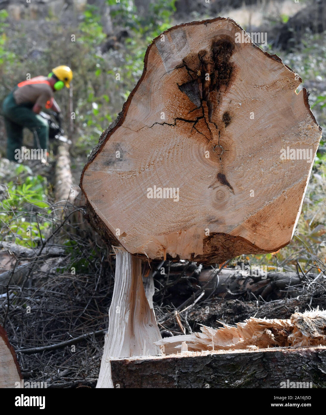Deutschland. 24 Sep, 2019. Soldaten der Bundeswehr sah Trunks Fichte im Wald in der Nähe von ballenstedt. Die Bundeswehr kämpft Borkenkäfer im Harz. Seit Dienstag Morgen, 60 Soldaten sind in Ballenstedt und Wernigerode eingesetzt. Mitte Oktober, sind sie zu helfen, enthalten die in privaten und kommunalen Wälder im östlichen Harz, die zerbster Region und der Landkreis Wittenberg Pest. Credit: Hendrik Schmidt/dpa-Zentralbild/ZB/dpa/Alamy leben Nachrichten Stockfoto