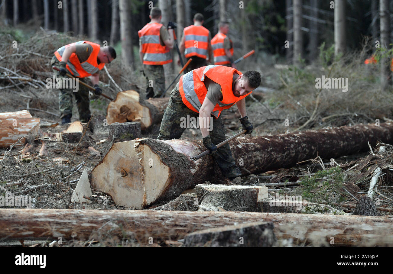 Deutschland. 24 Sep, 2019. Soldaten der Bundeswehr peel Trunks Fichte im Wald in der Nähe von ballenstedt. Die Bundeswehr kämpft Borkenkäfer im Harz. Seit Dienstag Morgen, 60 Soldaten sind in Ballenstedt und Wernigerode eingesetzt. Mitte Oktober, sind sie zu helfen, enthalten die in privaten und kommunalen Wälder im östlichen Harz, die zerbster Region und der Landkreis Wittenberg Pest. Credit: Hendrik Schmidt/dpa-Zentralbild/ZB/dpa/Alamy leben Nachrichten Stockfoto